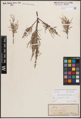 Foto von Salix eleagnos subsp. angustifolia (Cariot) Rech. f.